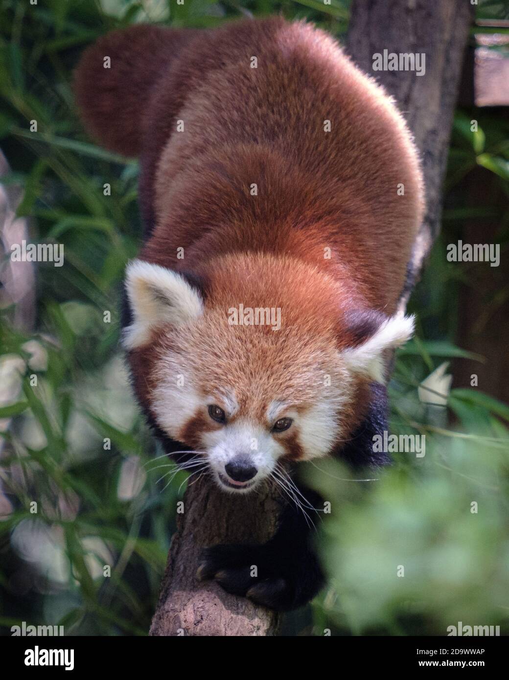 Le Panda rouge se promène Banque D'Images