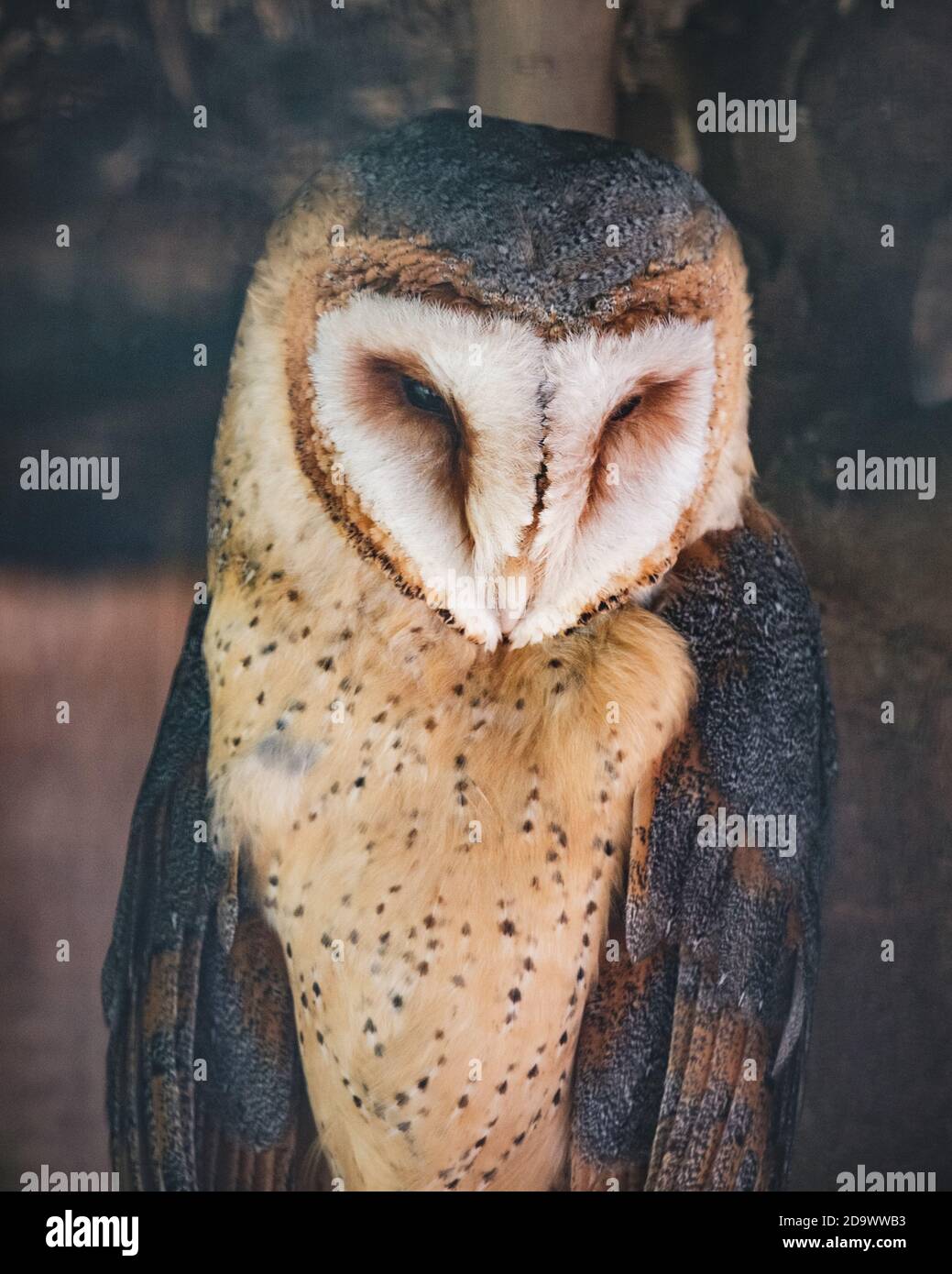 Zoo De Ljubljana Banque D Image Et Photos Alamy