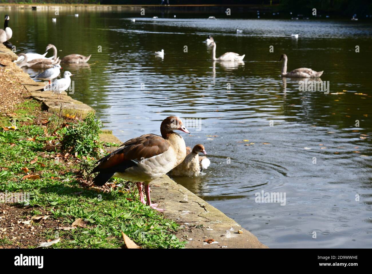 Oies égyptiennes et autres oiseaux aquatiques, profitant de l'eau à Osterley Park, Isleworth, Hounslow, Londres, Royaume-Uni Banque D'Images