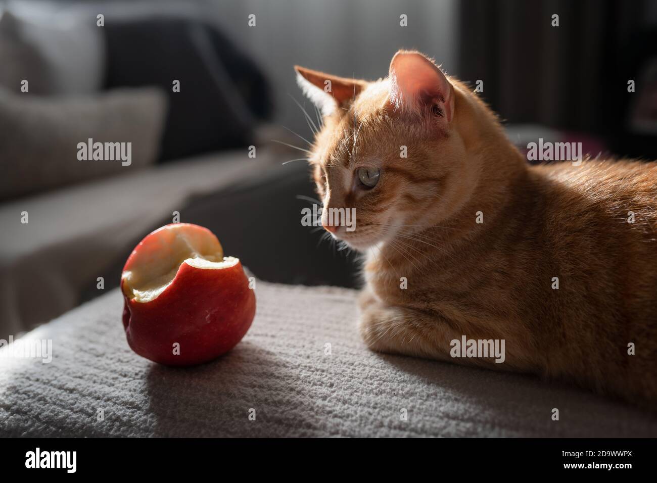 Chat Mordu Banque De Photographies Et D Images A Haute Resolution Alamy