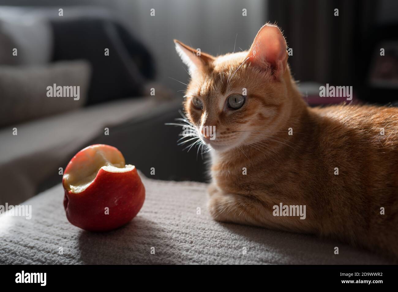 Chat Mordu Banque De Photographies Et D Images A Haute Resolution Alamy