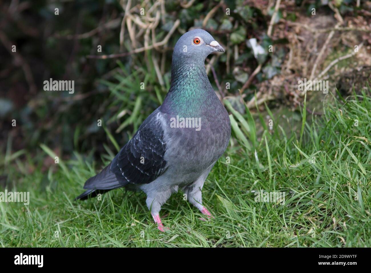 PIGEON FÉRAL (Columba livia) sur la pelouse dans un jardin domestique, Royaume-Uni. Banque D'Images