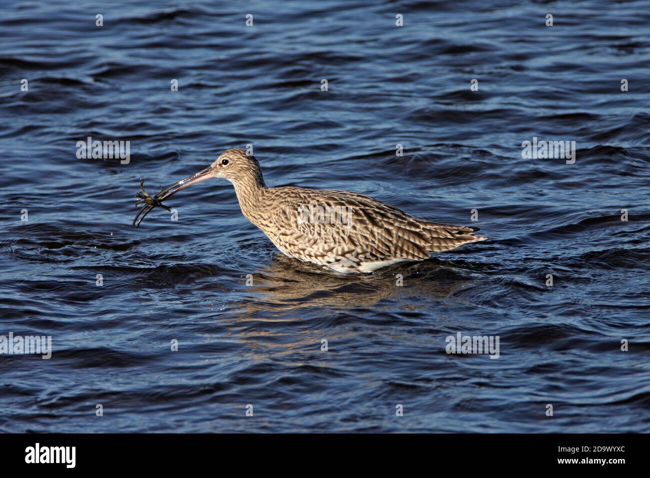 CURLEW (Numenius arquata) attrape un crabe dans le Firth of Forth, en Écosse. Banque D'Images