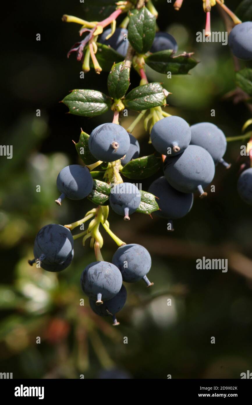 ARBUSTES À BAIES (Berberis darwinii). Banque D'Images