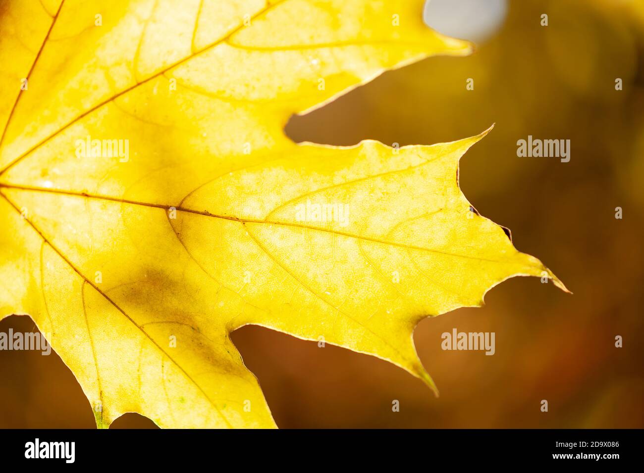 Feuille jaune d'érable d'automne brillant Banque D'Images