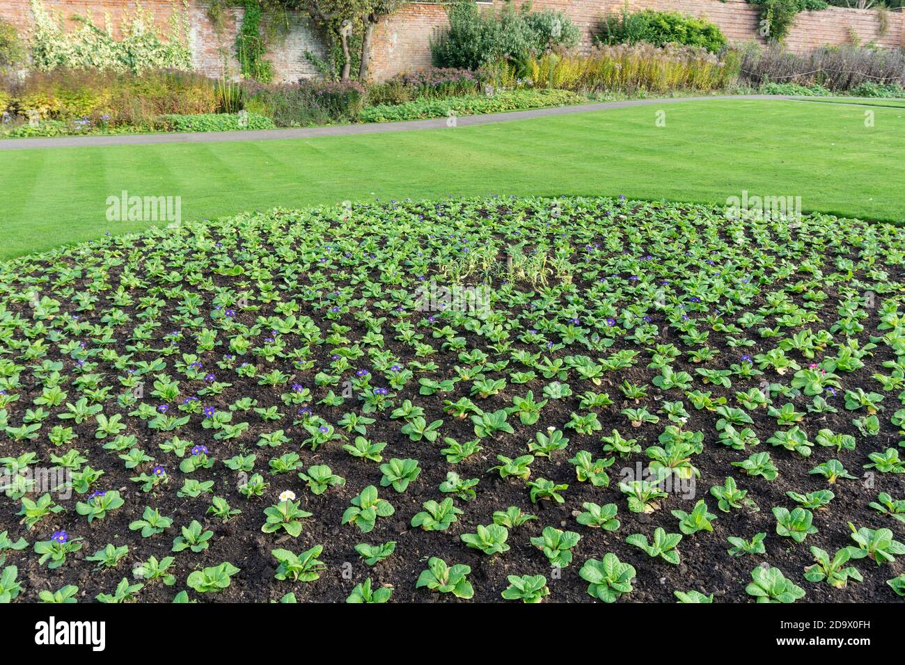 Lit de Wallflowers et de Primules plantés en automne prêt à fleurir au printemps, Abbaye de Delapre, Northampton, Royaume-Uni Banque D'Images