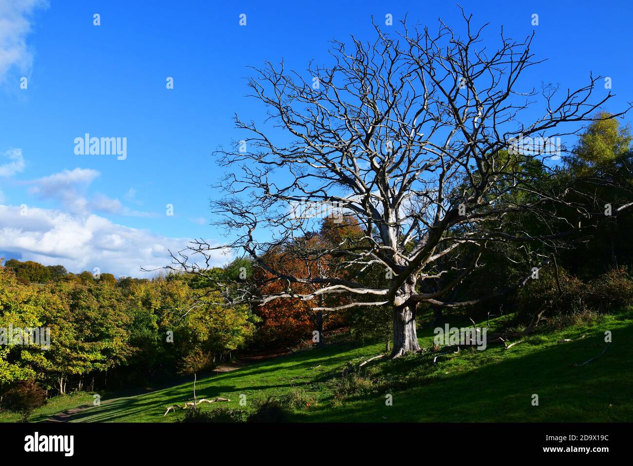 Arbre stérile sur le flanc d'une colline à Cadsden, Buckinghamshire, Royaume-Uni. Couleurs d'automne, automne, feuilles rustiques Banque D'Images