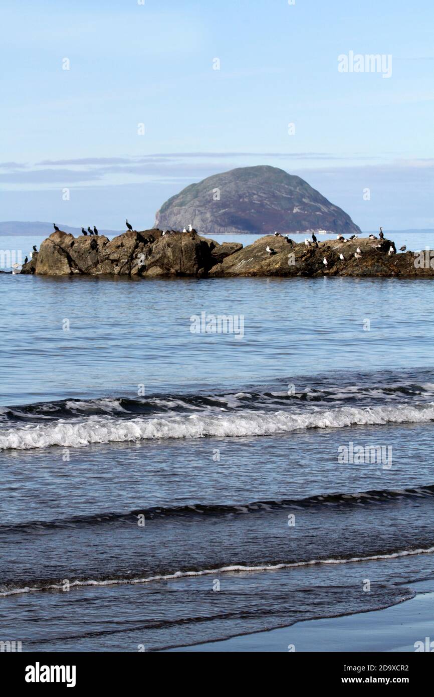 Une superbe pierre à friser simple Ailsa Craig « Blue Hone