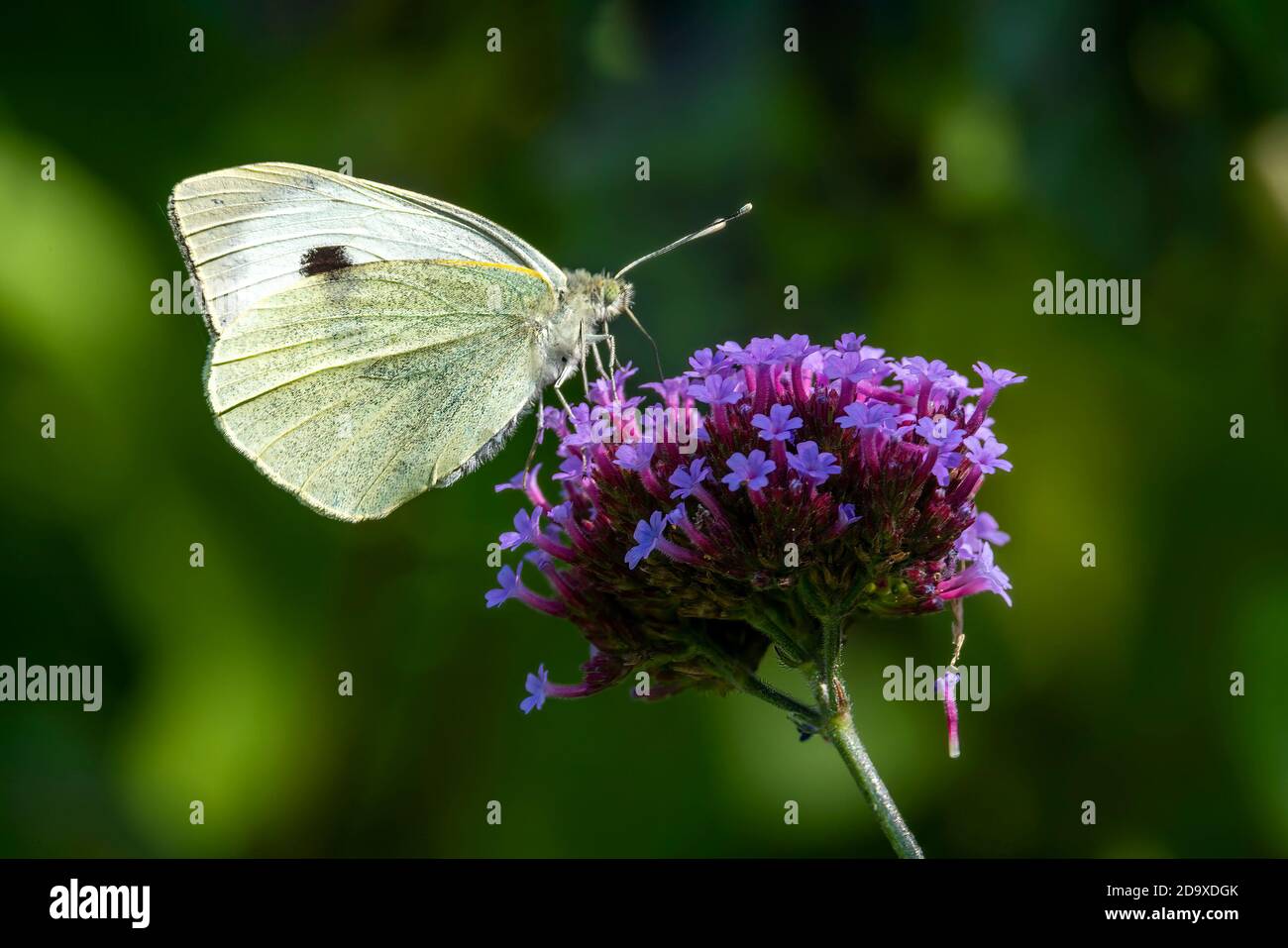 Le papillon blanc de chou (Pieris rapae) se nourrissant au printemps sur une plante florale de verveine bonariensis, photo de stock Banque D'Images
