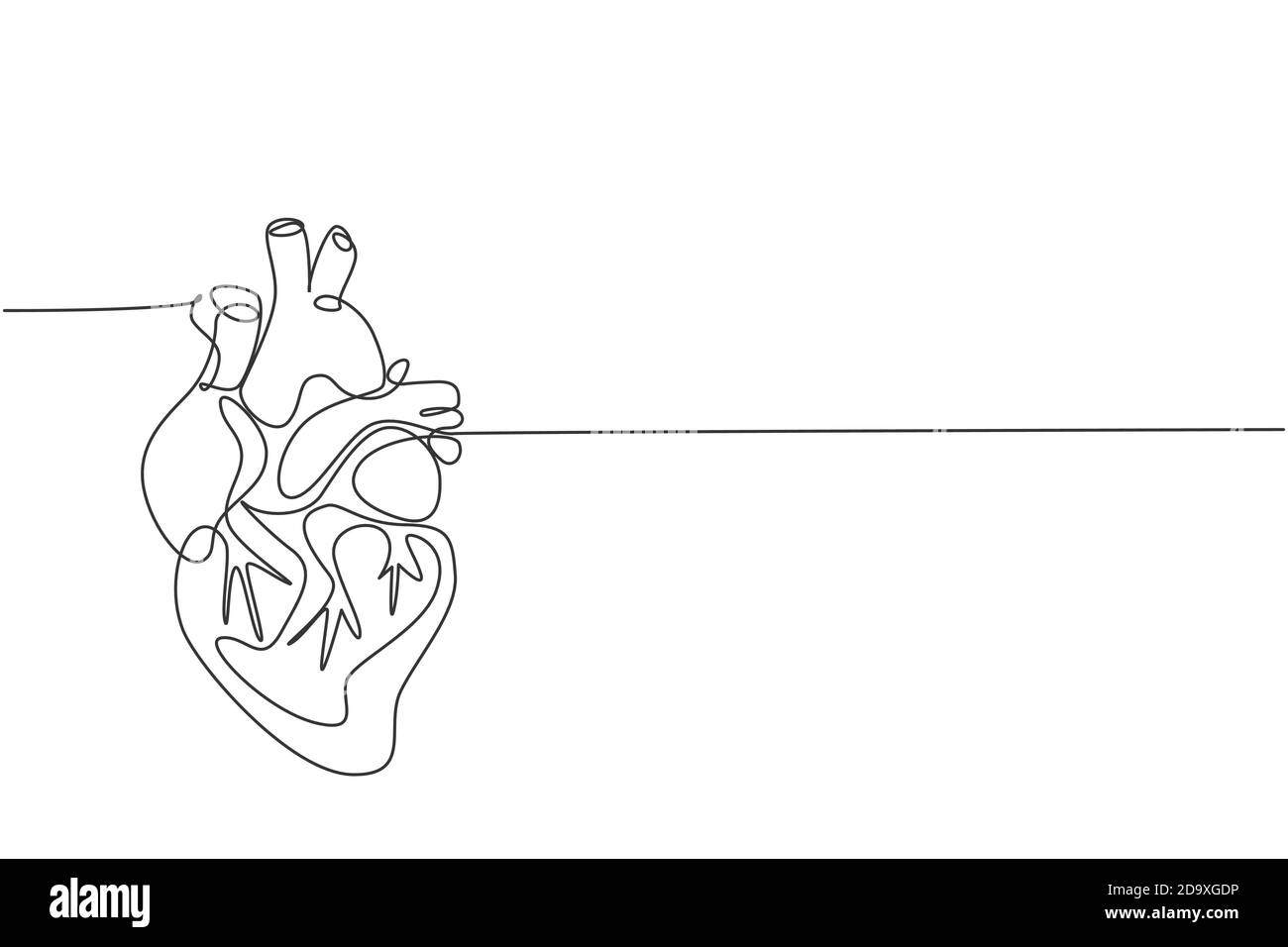 Une ligne continue dessinant un organe anatomique du cœur humain