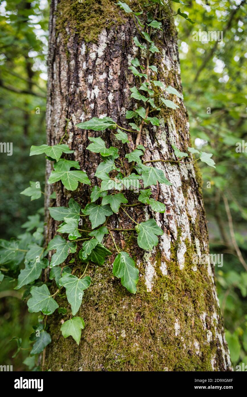 Ivy croissant sur un arbre dans les bois en Irlande Banque D'Images