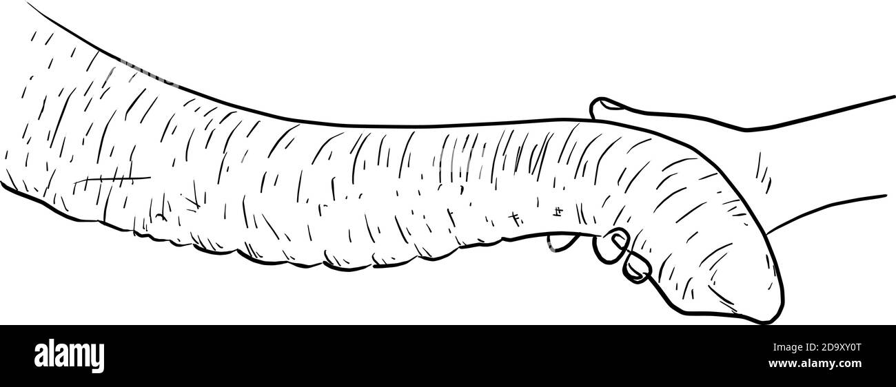 main en gros plan tenant le tronc éléphant vecteur illustration esquisse de la main de l'oeddle tracé isolé sur fond blanc Illustration de Vecteur