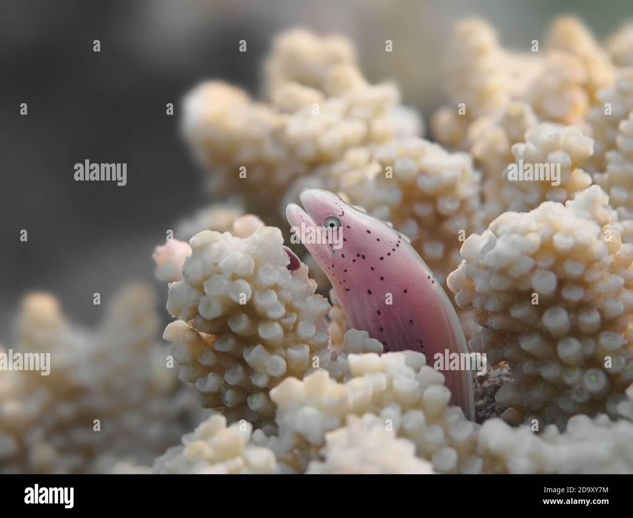 Jeunes poissons d'anguille gris moray dans les coraux tropicaux mer Banque D'Images