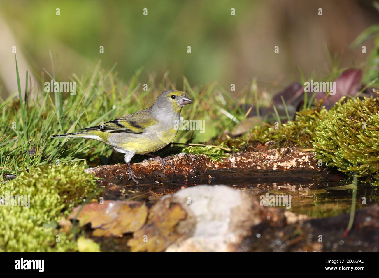 Citril finch à une paddle Banque D'Images