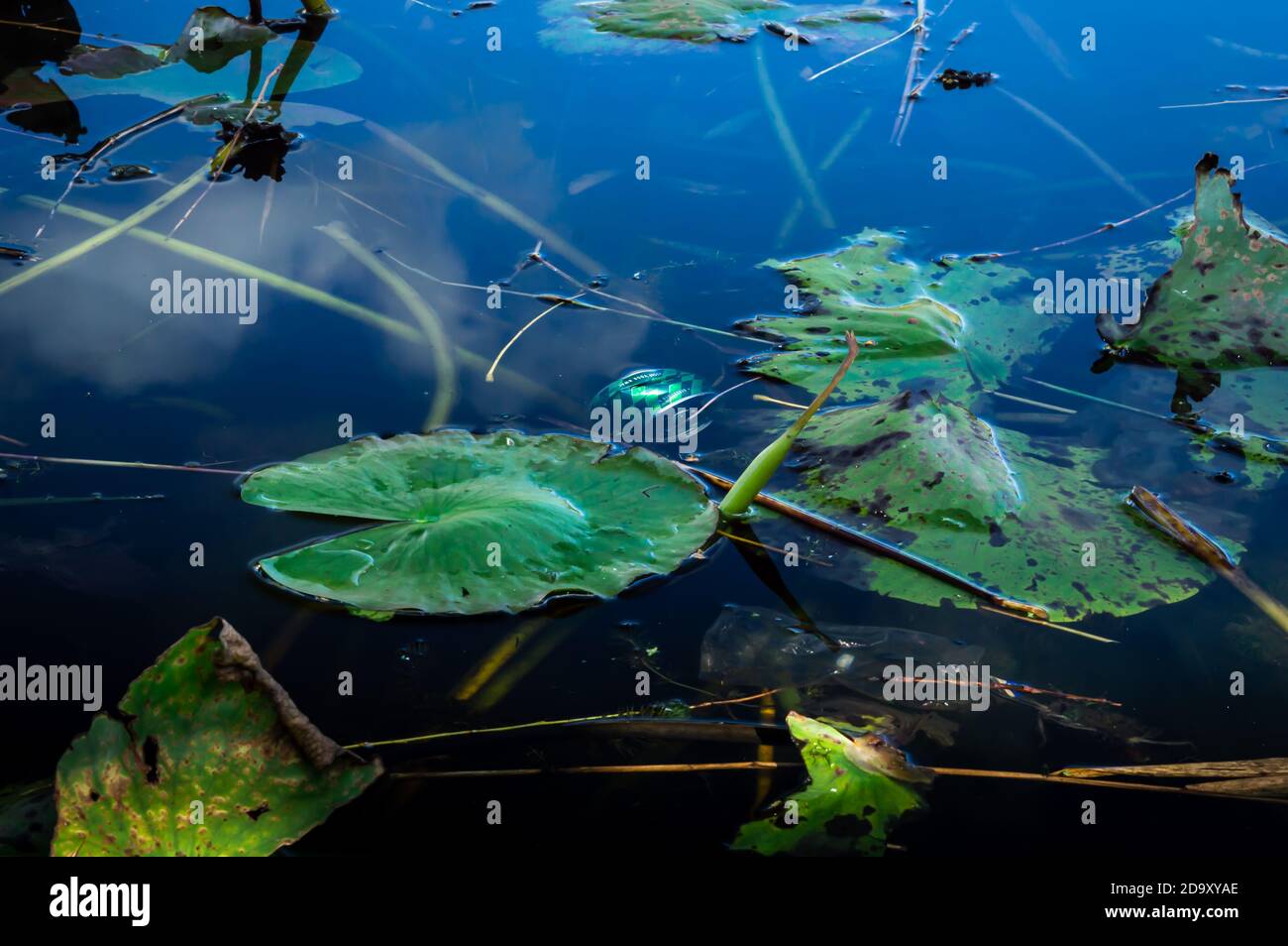 Boîte verte écrasée et sac en plastique dans un étang public entouré de nénuphars mourant Banque D'Images