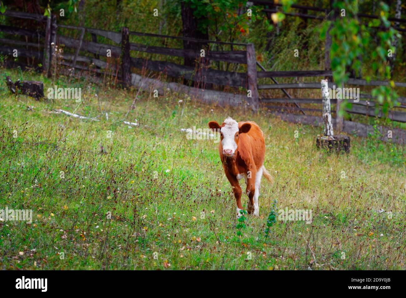 Un jeune veau rouge se tient sur un pré vert. Élevage de bovins sur la ferme Banque D'Images