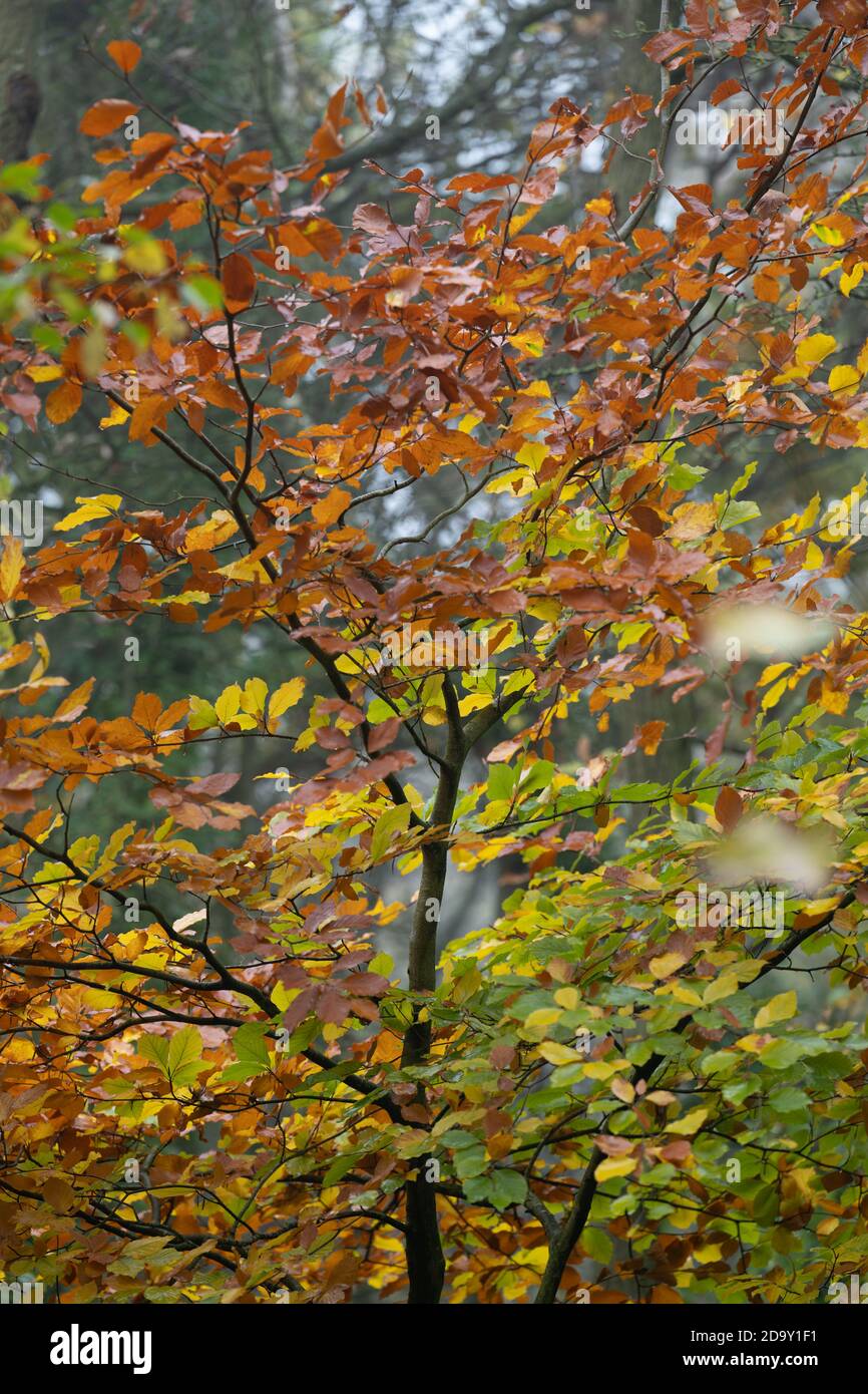 Hêtre avec feuilles jaunes et brunes en automne dans un bois anglais. Banque D'Images