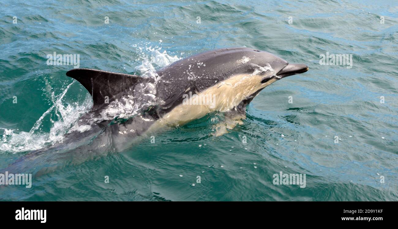 Bec court dauphin commun - delphinus delphis delphis - vu à Mounts Bay, Manche, Cornouailles, Angleterre, Royaume-Uni Banque D'Images