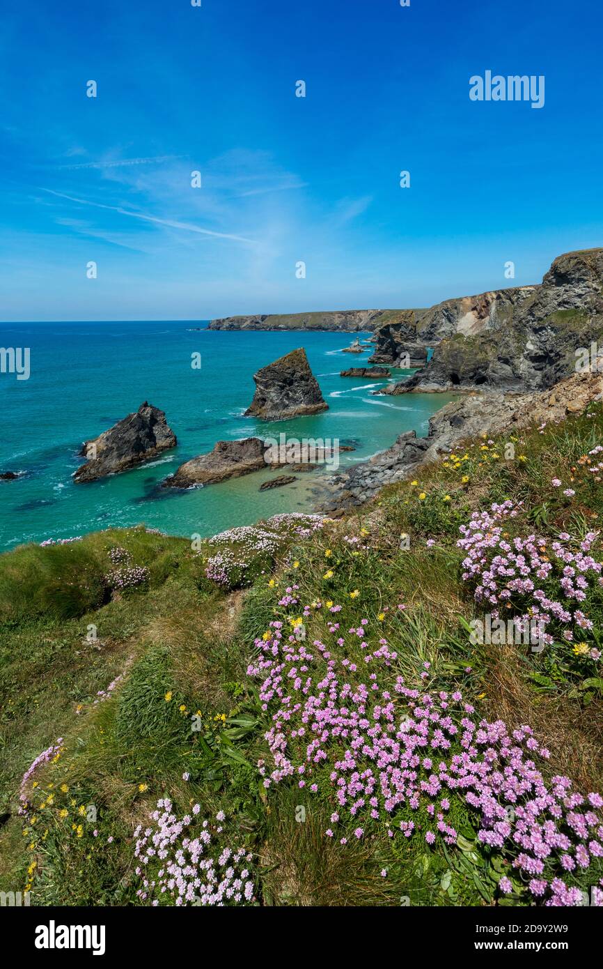 Bedrothan Steps ; Thrift in Flower ; Cornwall ; Royaume-Uni Banque D'Images