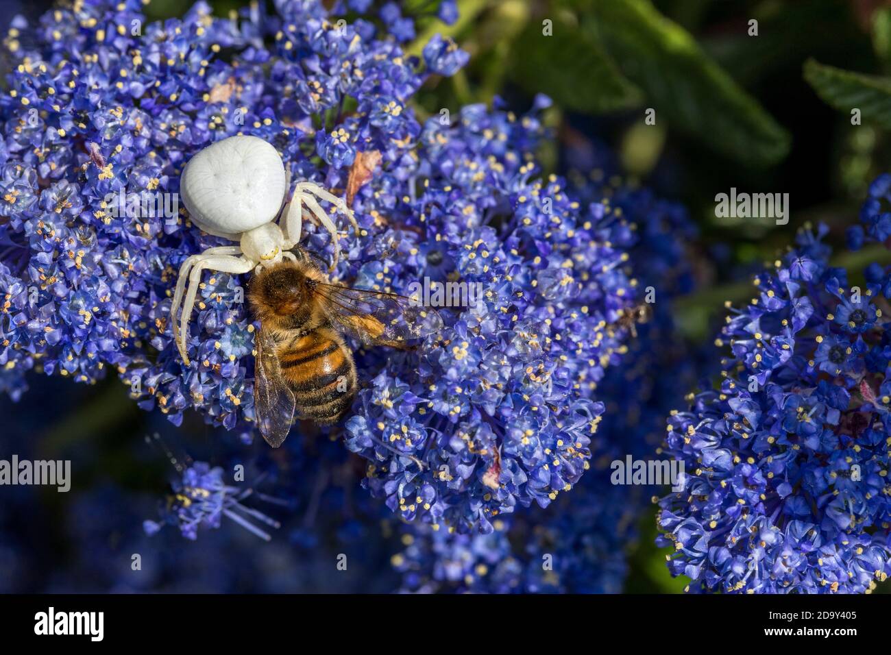 Araignée de crabe; Misumena vatia; avec proie d'abeille; sur la fleur de Ceanothus; Royaume-Uni Banque D'Images
