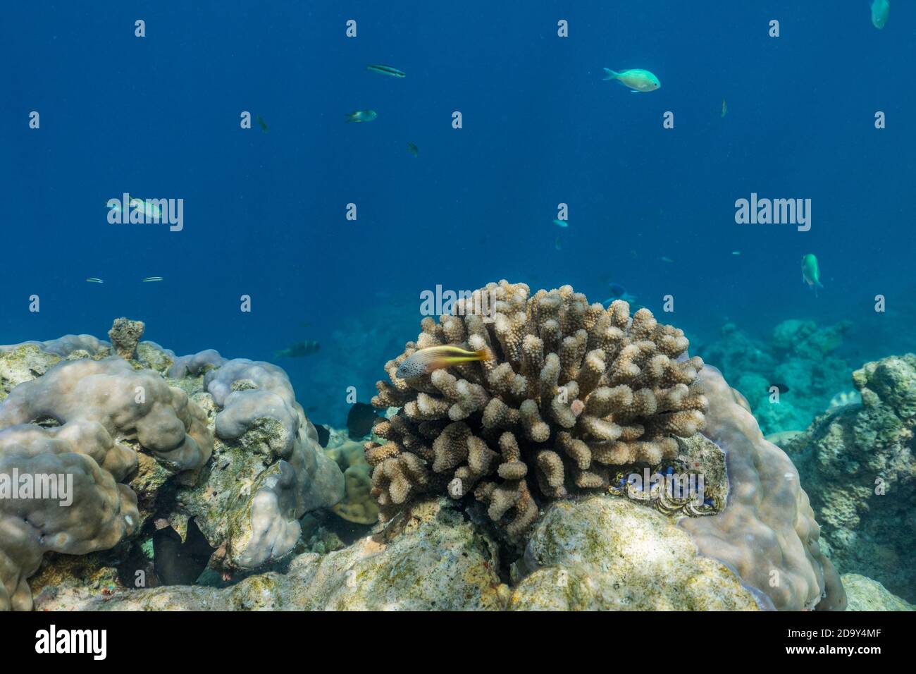 Forsters Hawkfish; Paracirrhites forsteri; à Coral; Maldives Banque D'Images