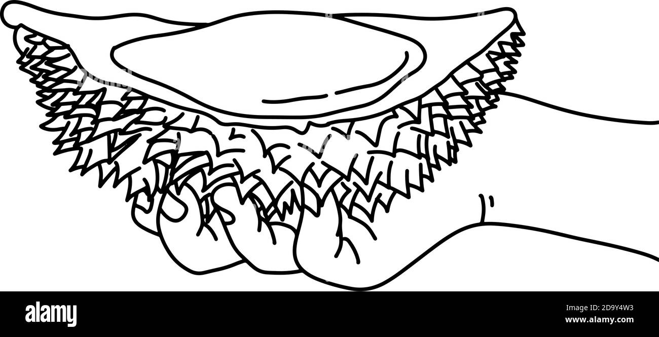 main tenant pièce de durian illustration vecteur esquisse doodle main tracé avec des lignes noires isolées sur fond blanc Illustration de Vecteur