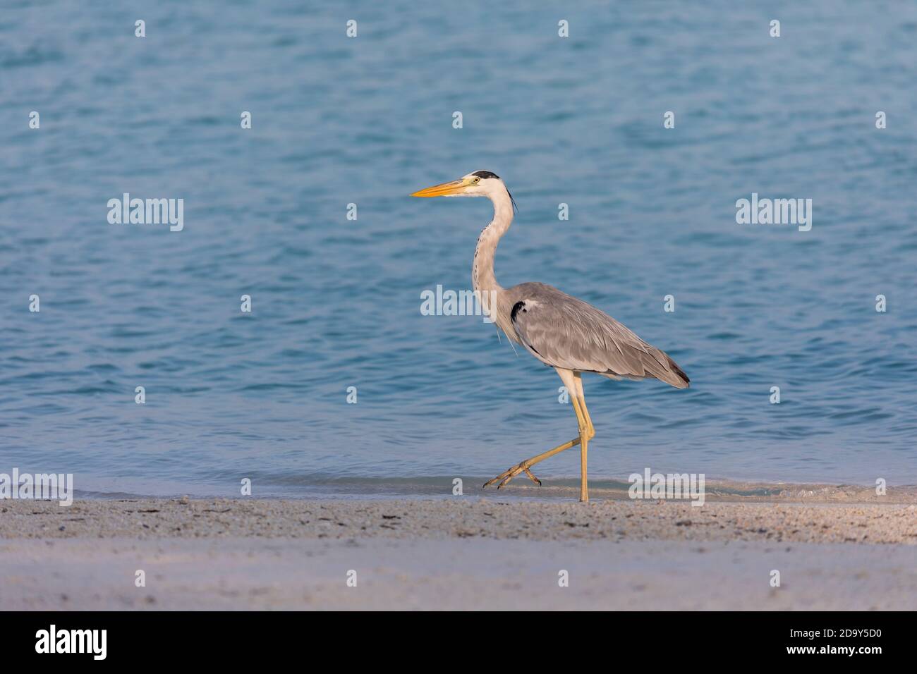 Héron gris; Ardea cinerea; Maldives Banque D'Images