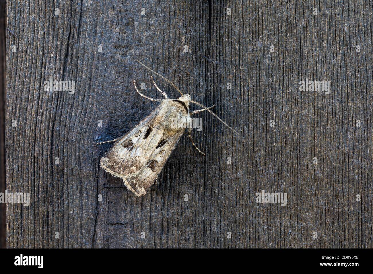 Heart and Dart Moth; Agrotis exclamationis; On Wood; Royaume-Uni Banque D'Images