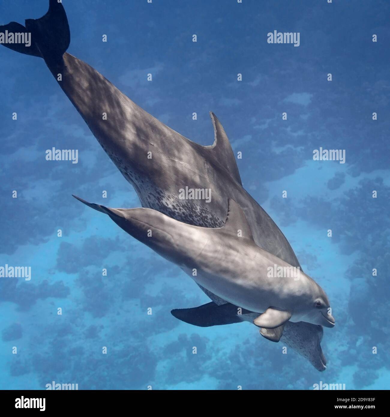 Baby Dolphin Cute Banque D Image Et Photos Alamy
