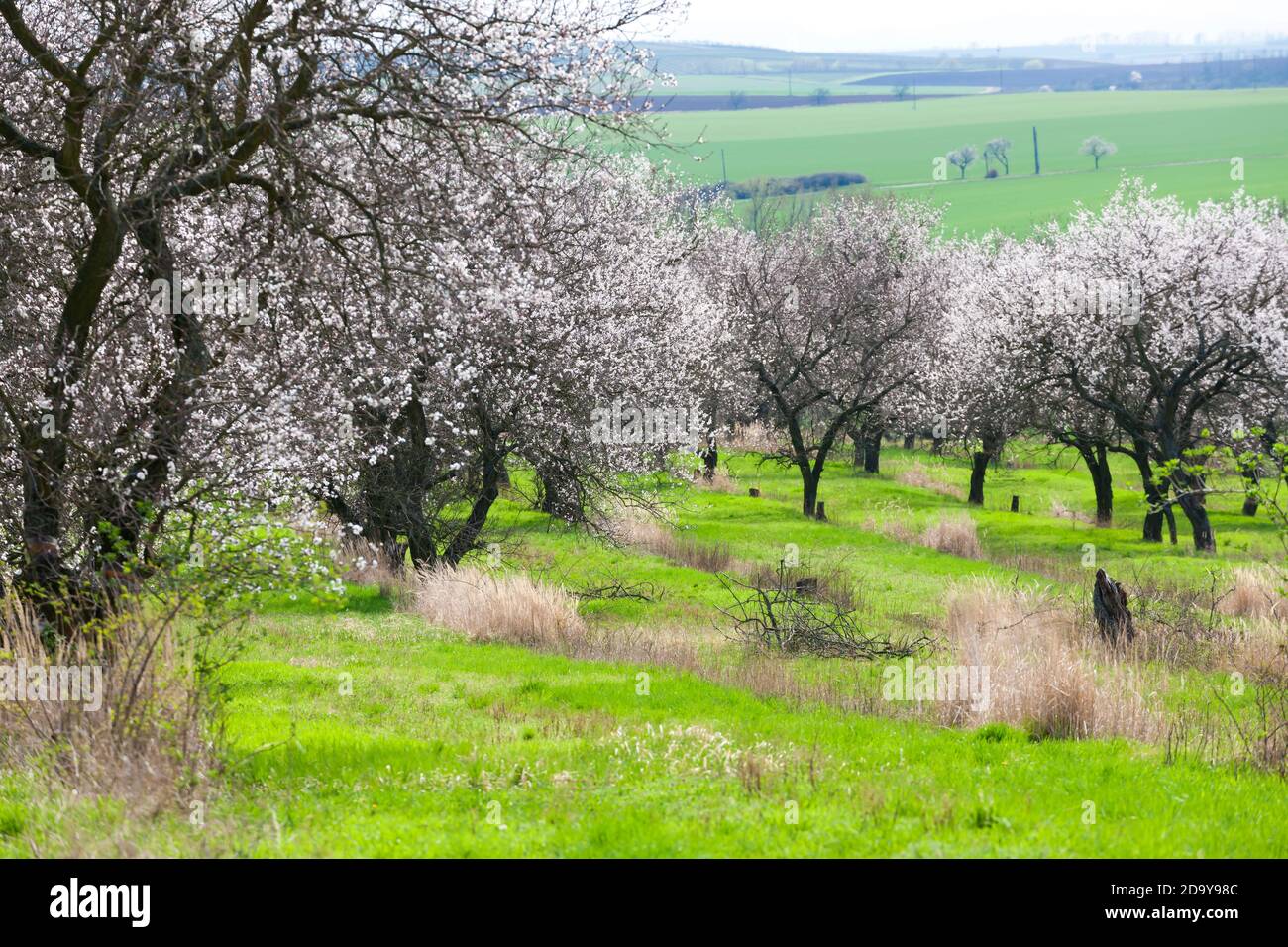 Paysage avec Verger en fleur au printemps, Velke Pavlovice, République Tchèque Banque D'Images