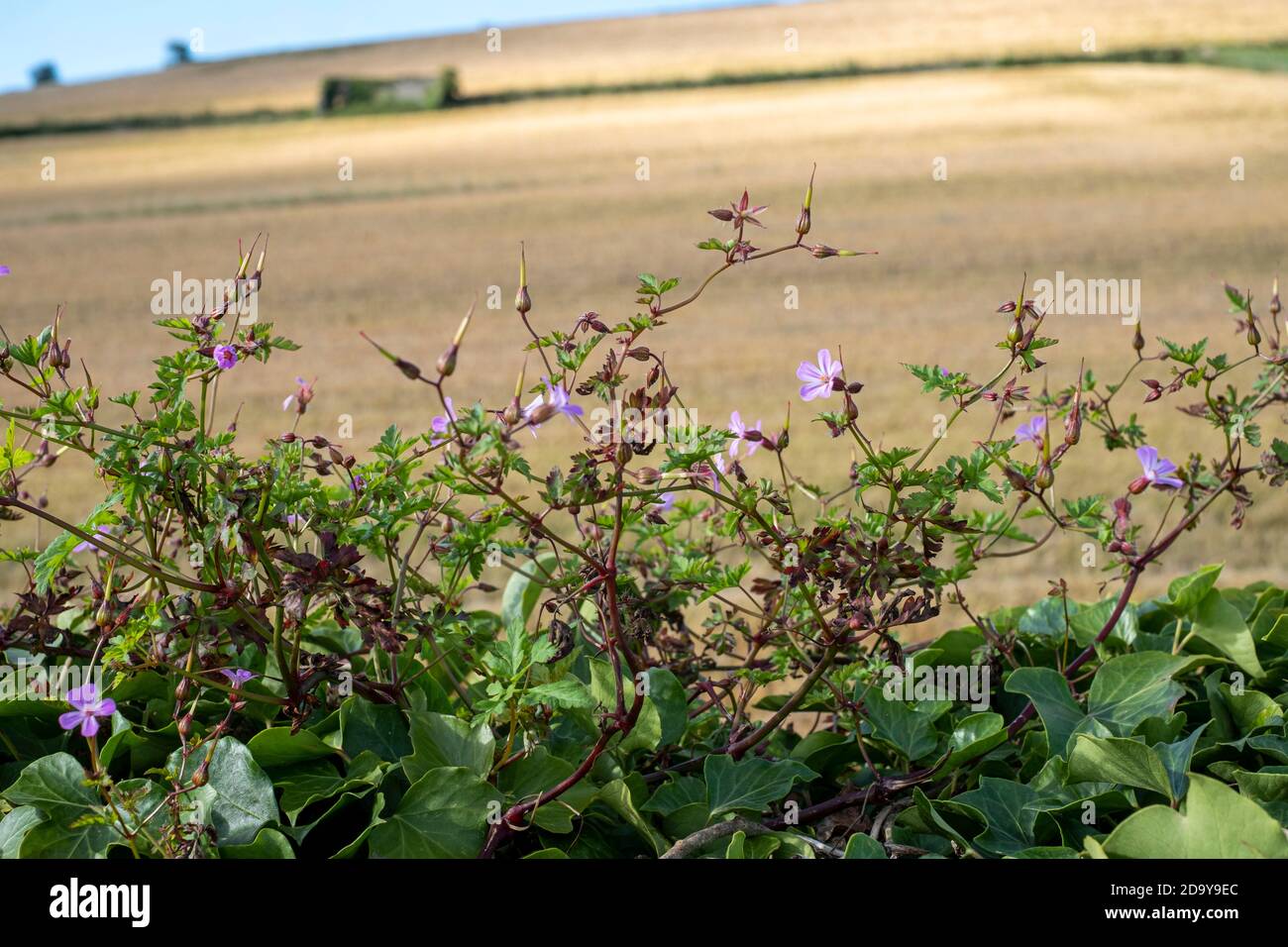 Herb Robert, Geranium robertianum, poussant sur le vieux mur de pierre Banque D'Images