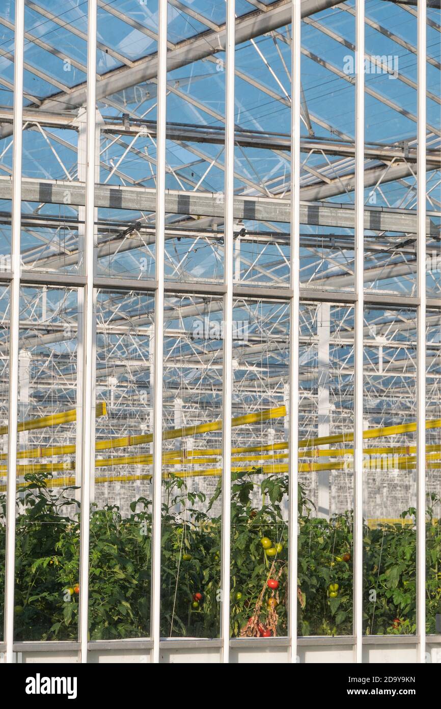 grande serre où les plants de tomate sont cultivés Banque D'Images