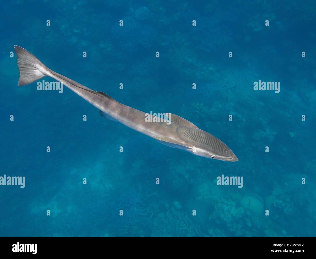Poissons de sharksucker vivants nageant dans l'eau de mer Banque D'Images