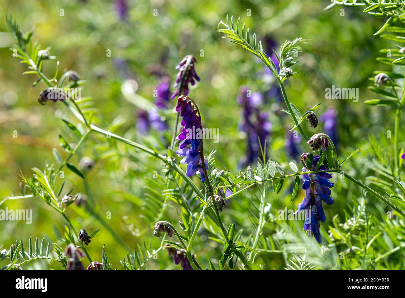 Vicia cracca, vesce touffeté Banque D'Images