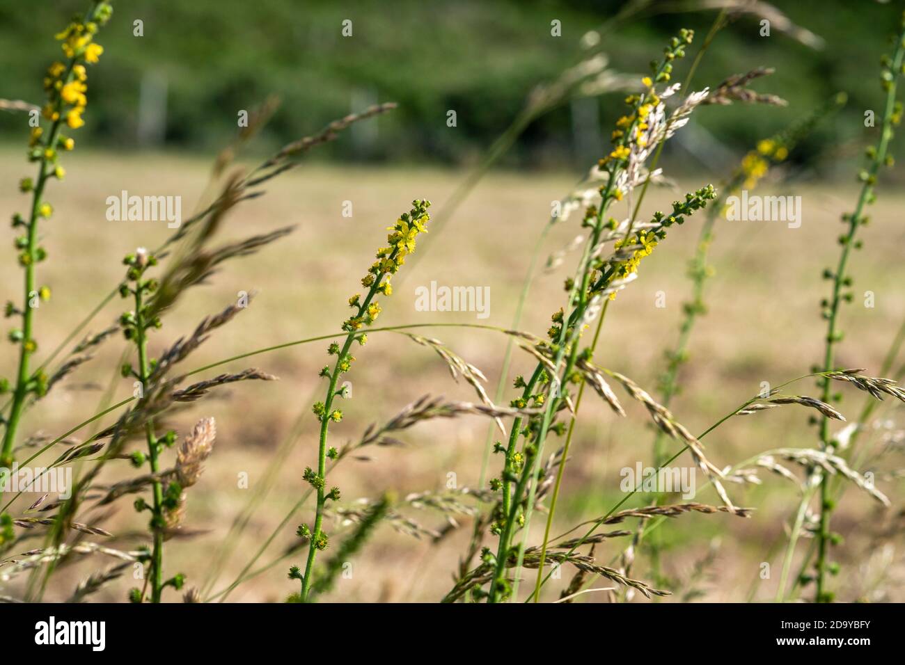 Aigremoine, Agrimonia eupatoria Banque D'Images