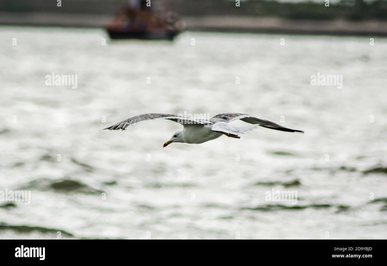 Magnifiques oiseaux volant dans le ciel au milieu de la mer de dwakra gujarat Banque D'Images