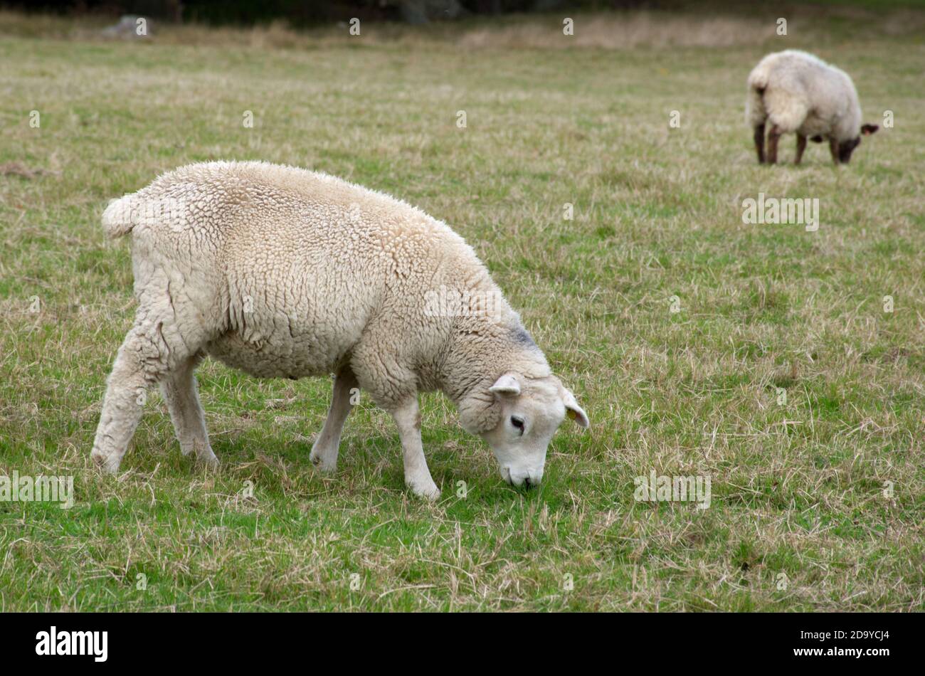 Vue latérale d'une race de Cheviot en pâturage de moutons domestiques élevés pour la viande et la laine dans le Sussex, en Angleterre, au Royaume-Uni. Banque D'Images