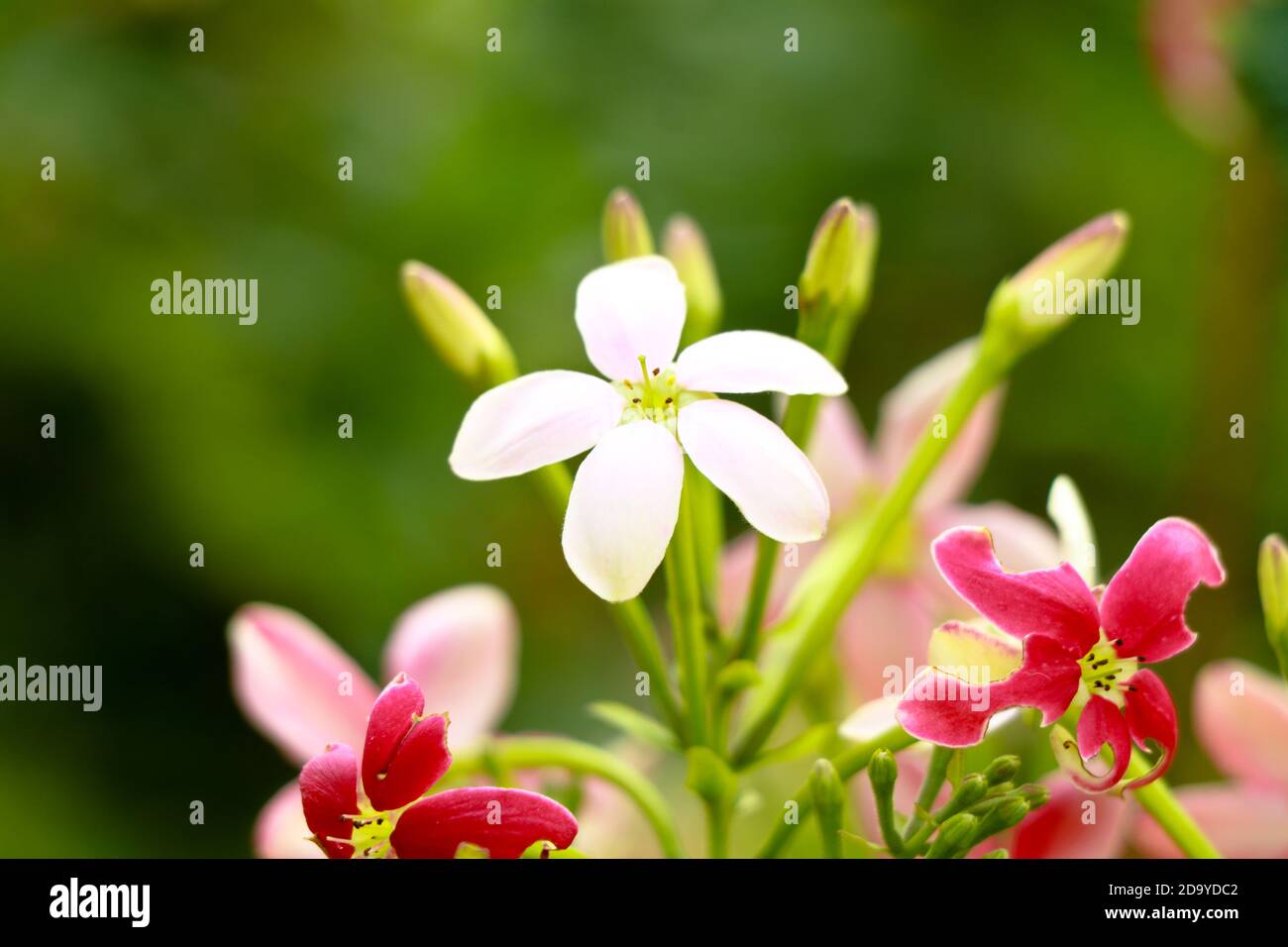 Fleurs rouges et blanches de Combretum indicum, connu sous le nom de