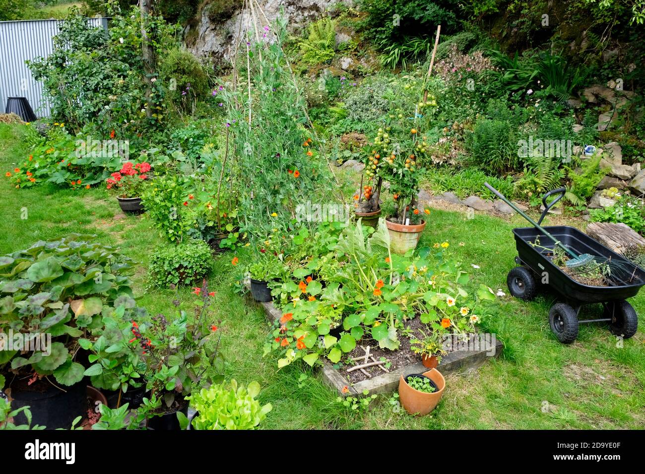 Vue de lit surélevé, tomates en pots, plantes en légumes légumes patchwork fleur jardin en août Carmarthenshire pays de Galles Royaume-Uni KATHY DEWITT Banque D'Images