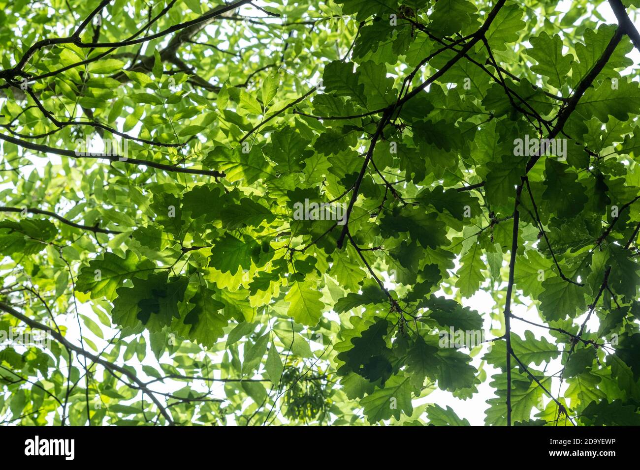 Feuilles de chêne au début de l'été, Quercus robur Banque D'Images