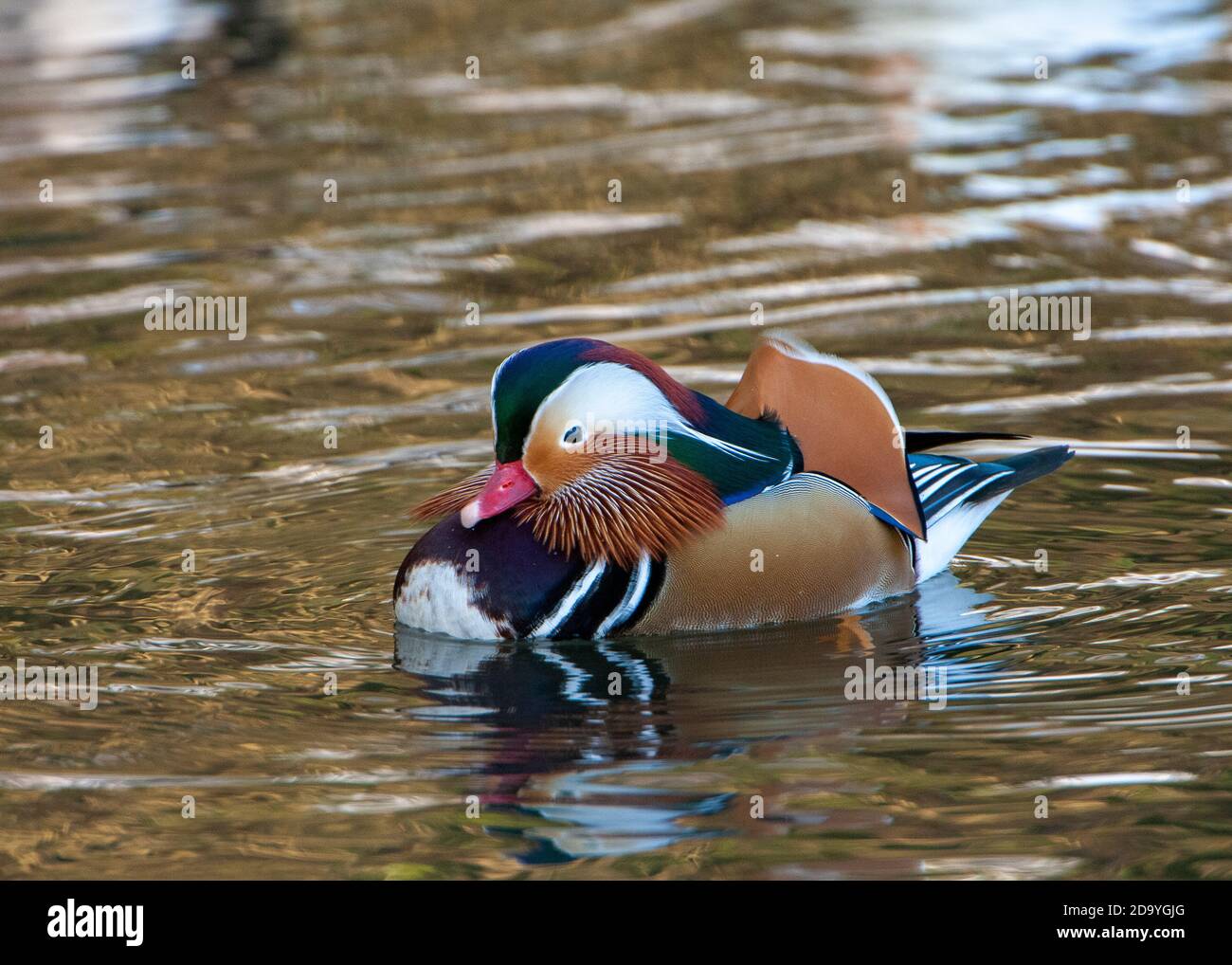 Canard Mandarin natation sur un lac Banque D'Images