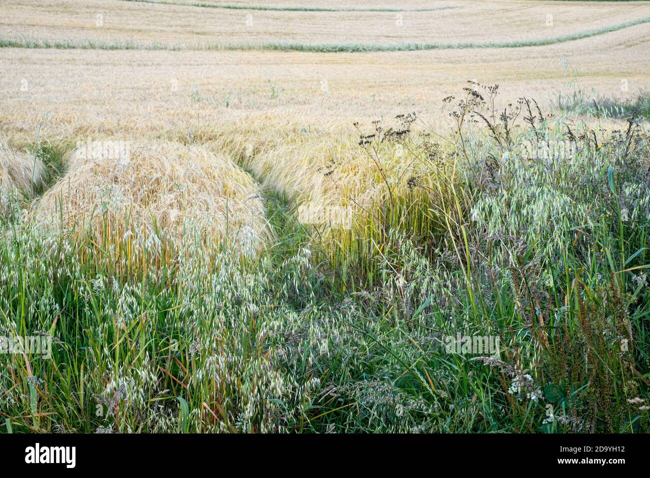 Herbes sauvages au bord du champ de l'agriculteur, champ d'orge à Devon Banque D'Images