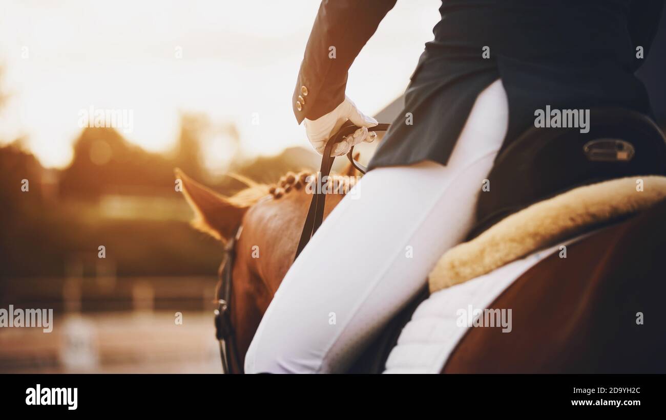Le cavalier est assis dans la selle sur un cheval d'ostrére et le tient près des rênes, et ensemble ils se mettent à la rencontre de la lumière du soleil. Équitation. Banque D'Images