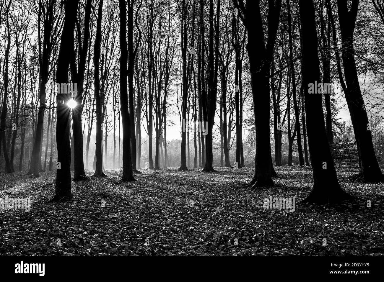 Bois typique dans la forêt de Sherwood d'arbres à feuilles caduques. Banque D'Images