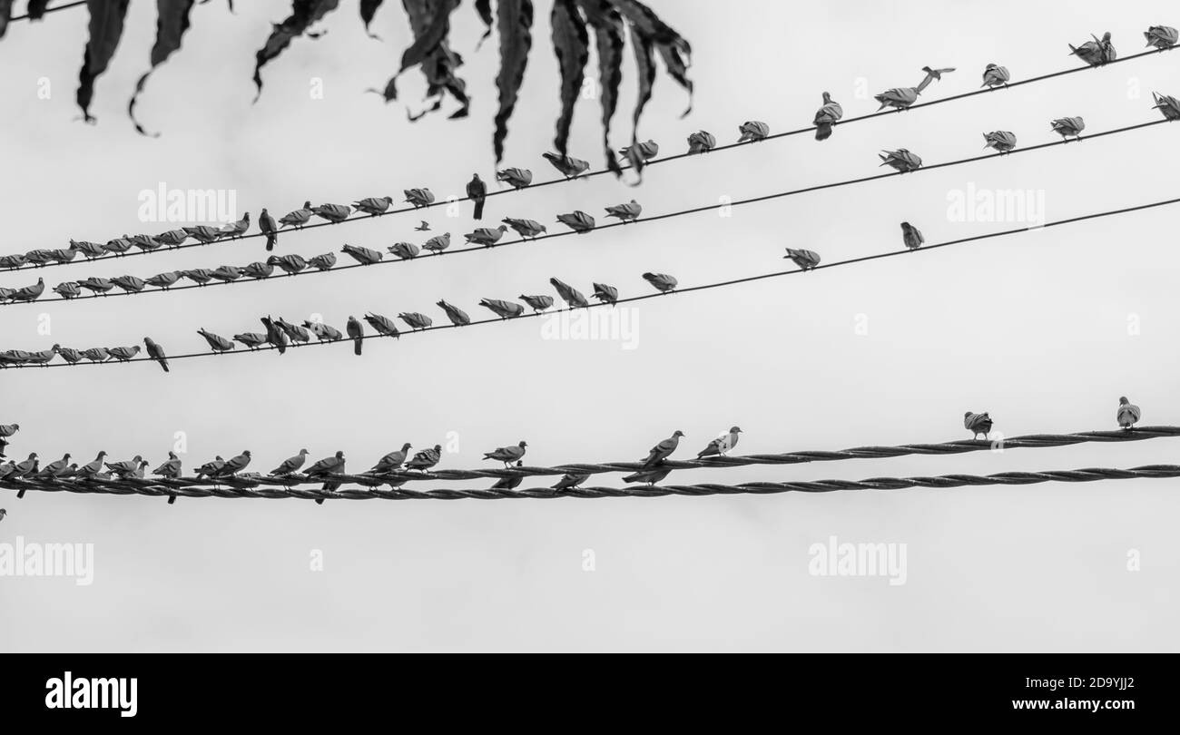 Les perroquets, également connus sous le nom de psittacines, sont des oiseaux des quelque 393 espèces de 92 genres qui composent l'ordre des psittaciformes. Banque D'Images