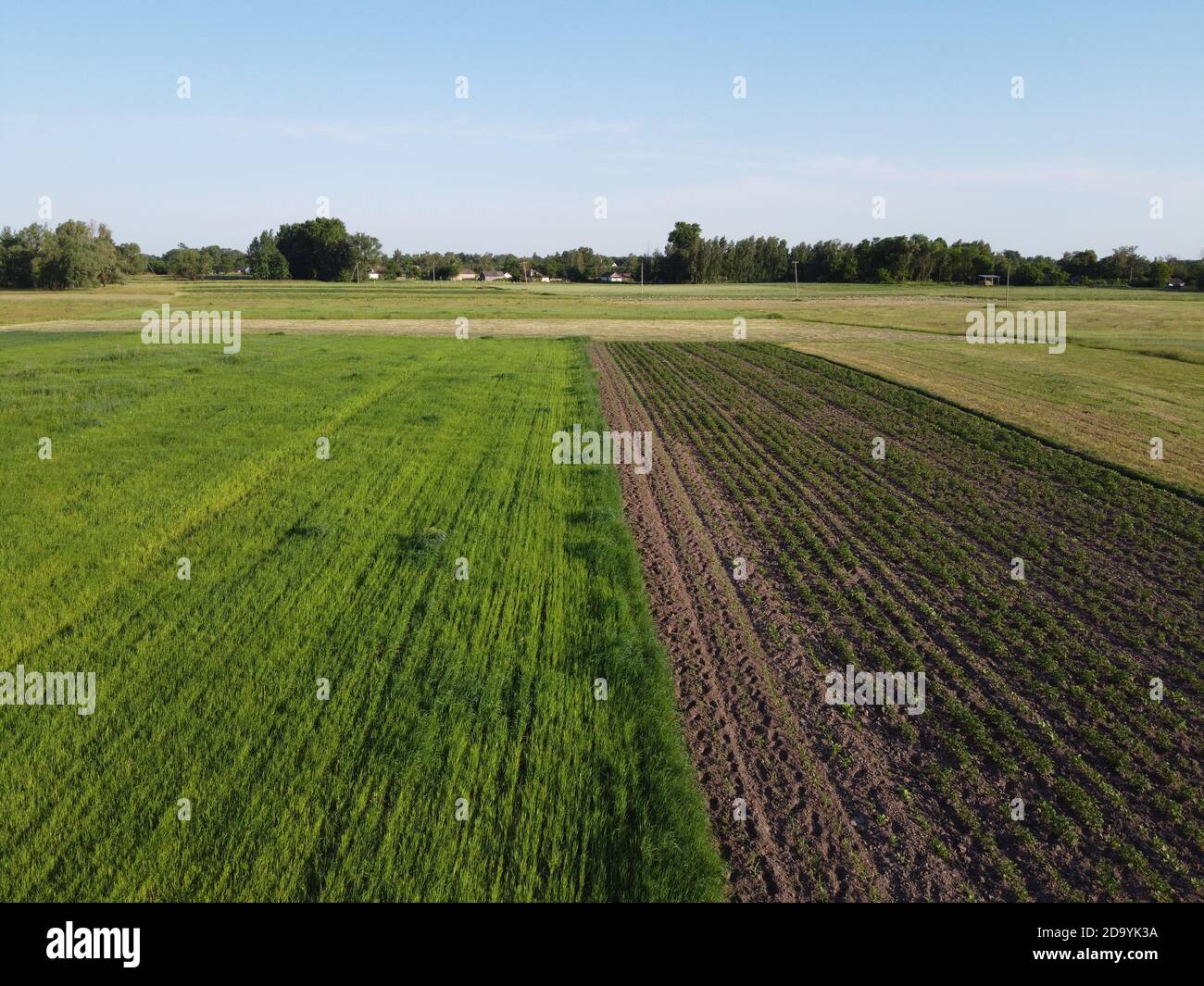 Jardin de pommes de terre près du champ d'avoine, vue aérienne. Paysage agricole. Banque D'Images