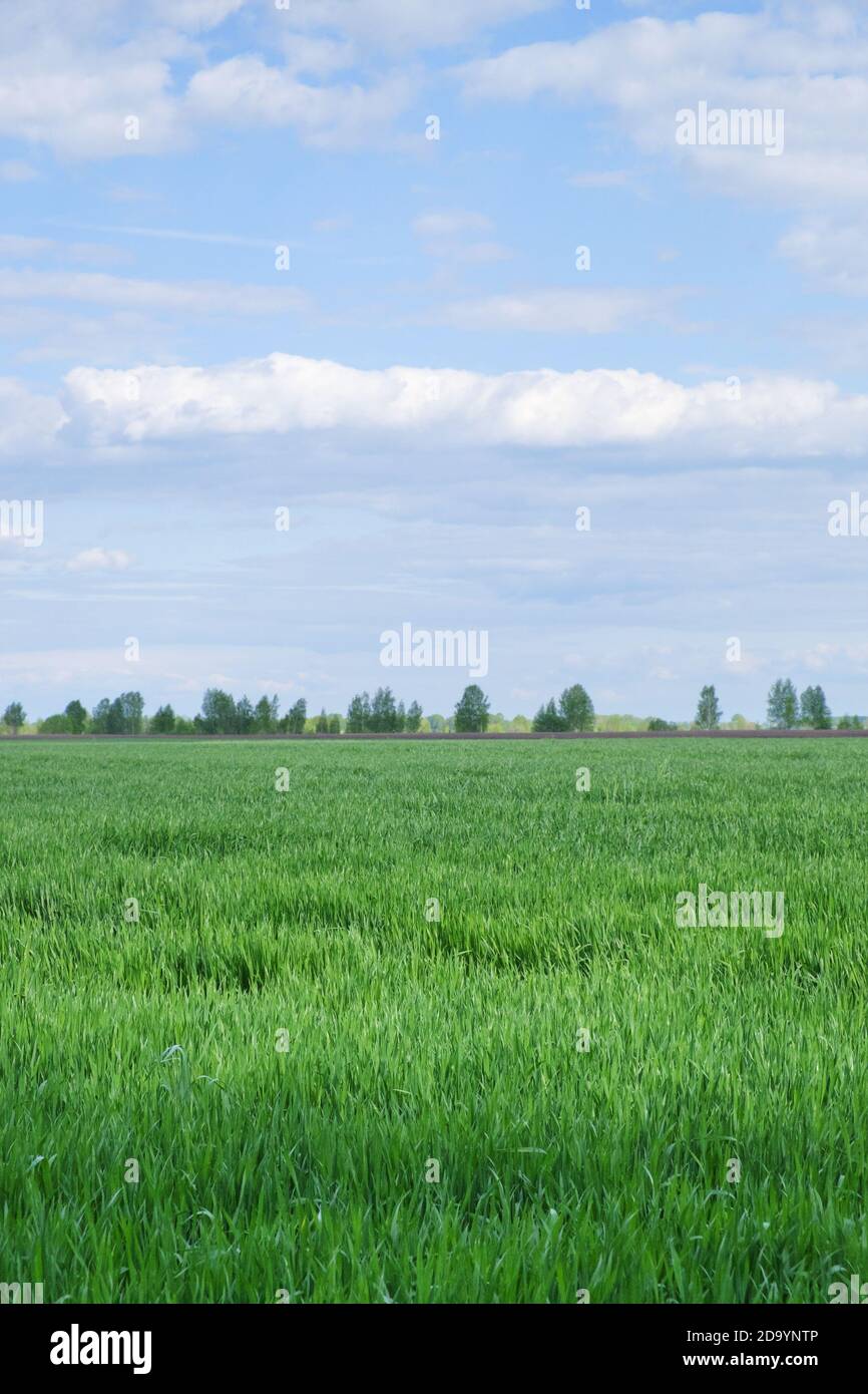 Des nuages blancs moelleux contre le ciel bleu. Champ de ferme vert. Terres agricoles en été. Banque D'Images