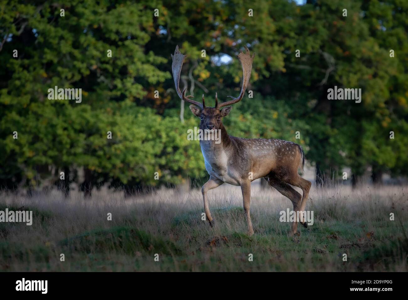 Cerf de Virginie au parc Petworth Banque D'Images