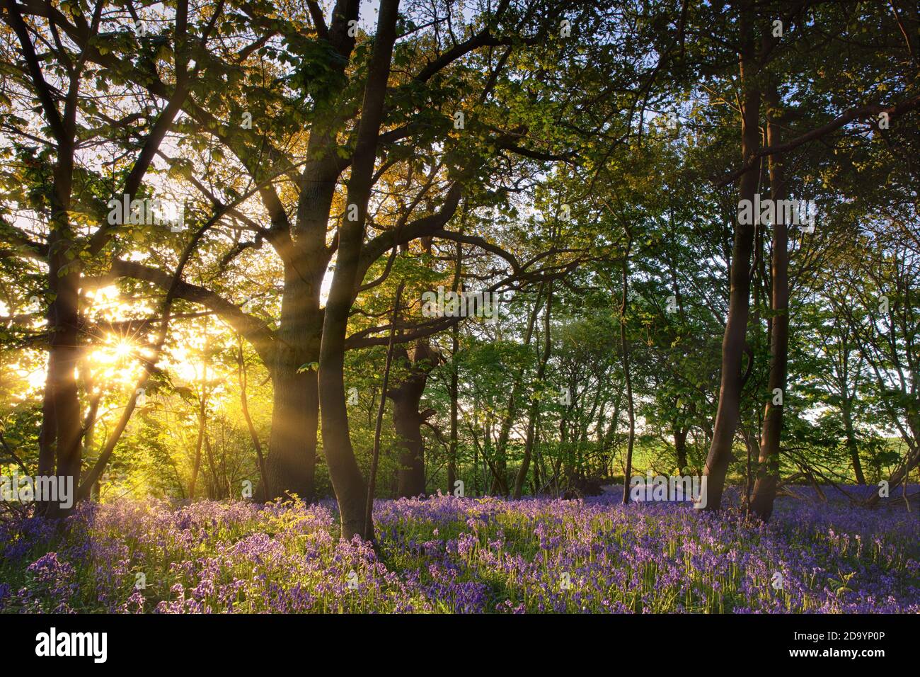 Bluebell Woods à Norfolk au Royaume-Uni avec lever du soleil Banque D'Images