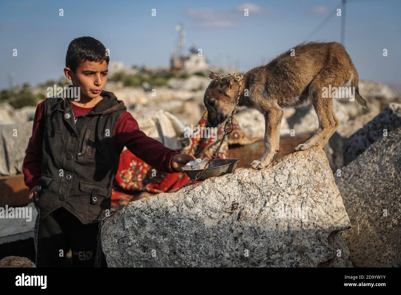 Babisqa, Syrie. 07th nov. 2020. Un garçon nourrit un chien dans les restes d'une ancienne église du village de Babisqa. Environ 6 familles syriennes déplacées, dont les maisons dans le village d'Ain la Rose ont été détruites par les bombardements du gouvernement syrien, prennent refuge dans les anciennes églises de Babisqa, qui font partie du site classé au patrimoine mondial de l'UNESCO des villes mortes qui remontent aux époques romaine et byzantine. Credit: Aras Alkharboutli/dpa/Alamy Live News Banque D'Images